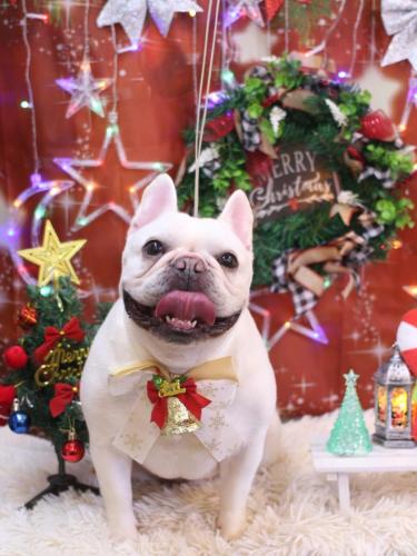 20231207まろんくん